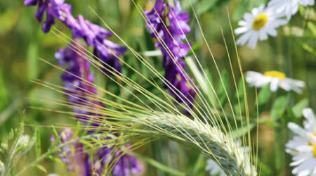 Lammas Ritual